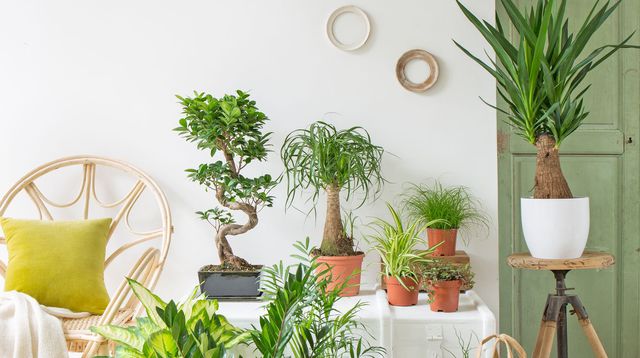 les-plantes-et-votre-appartement-un-duo-gagnant