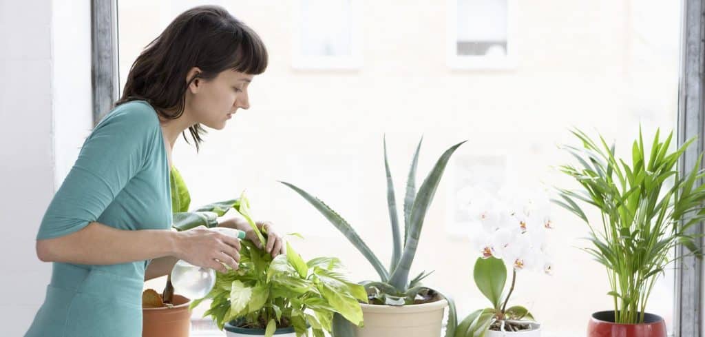 les-plantes-et-votre-appartement-un-duo-gagnant