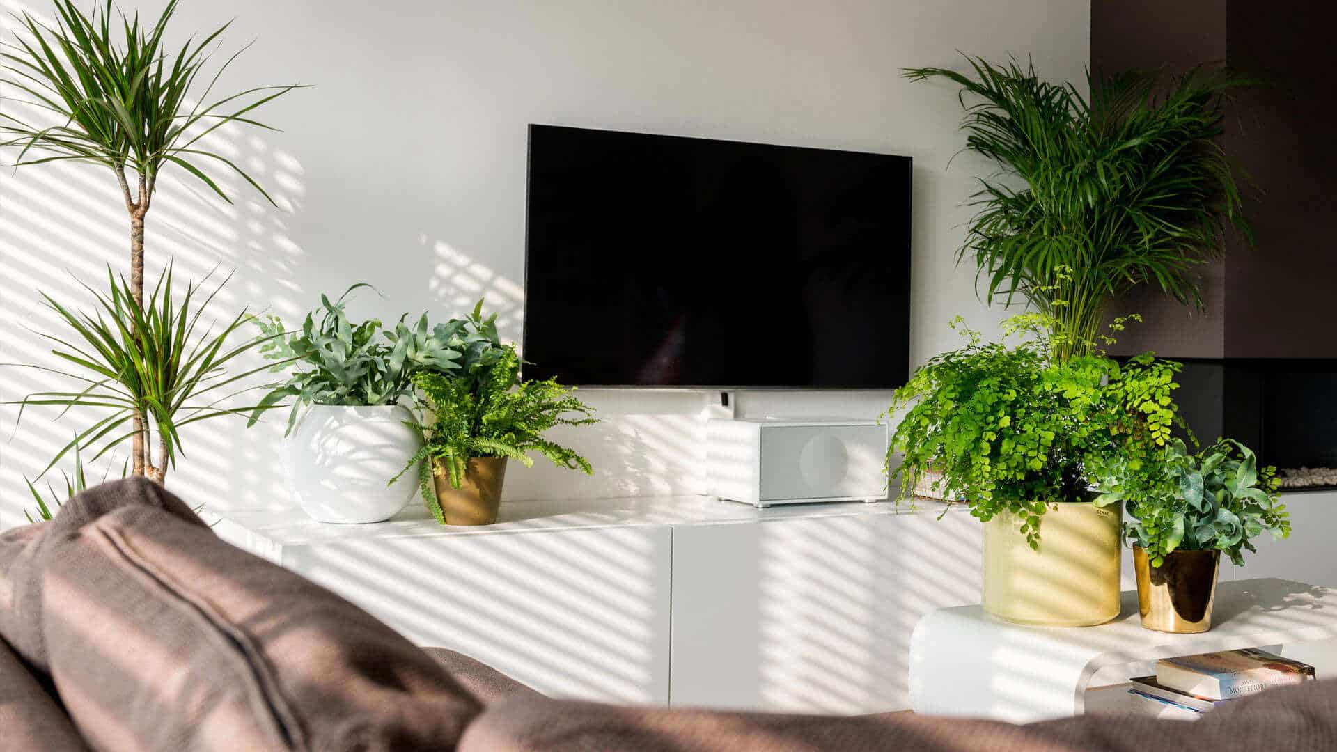 les-plantes-et-votre-appartement-un-duo-gagnant